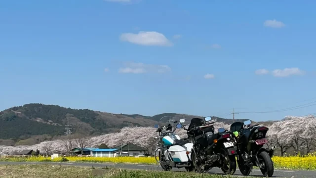 【埼玉県】春は桜でバイク×写真を楽しむ